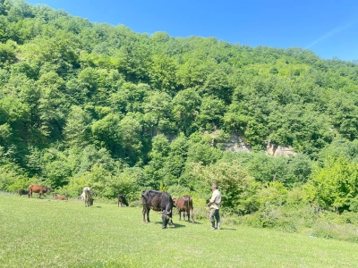 جنگل_های هیرکانی روستای